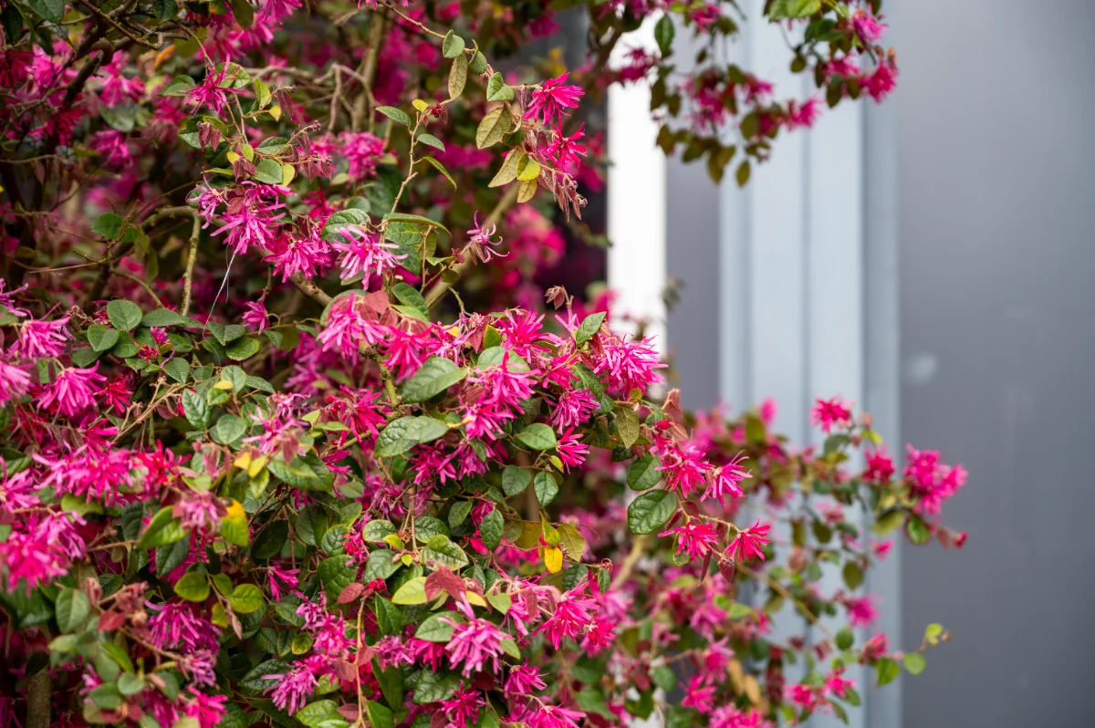 Loropetalum chinense 'Fire dance'