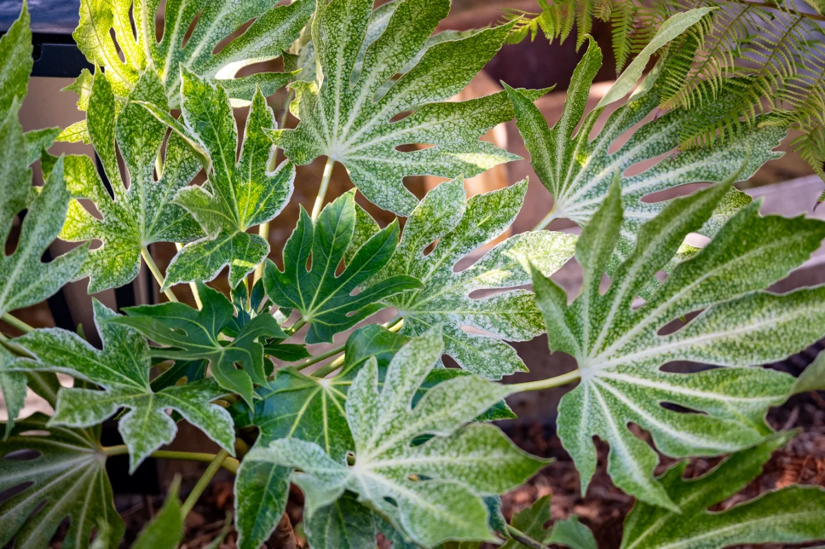 Fatsia japonica 'Spider web'