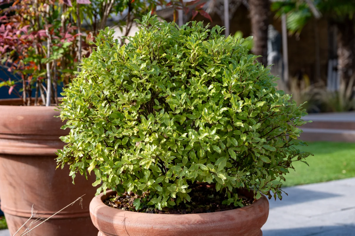 Pittosporum tenuifolium 'Midget'