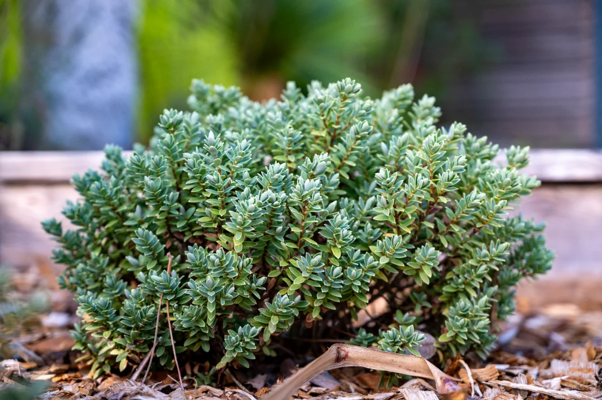 Hebe pinguifolia 'Sutherlandii'