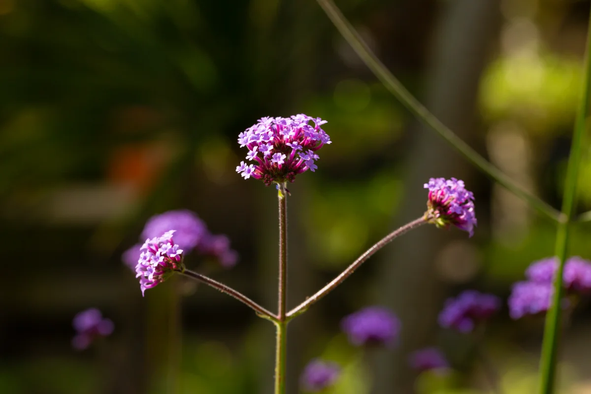Verbena bonariensis 'Lollipop'