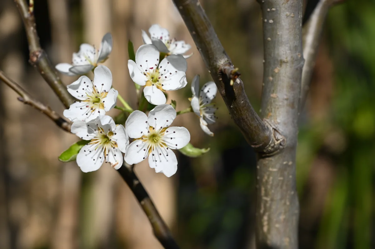 Malus domestica 'Belle de Boskoop'