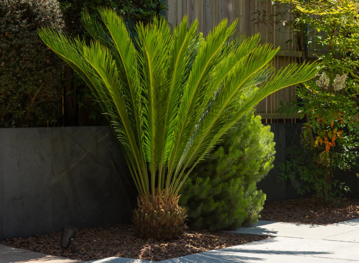 Cycas revoluta