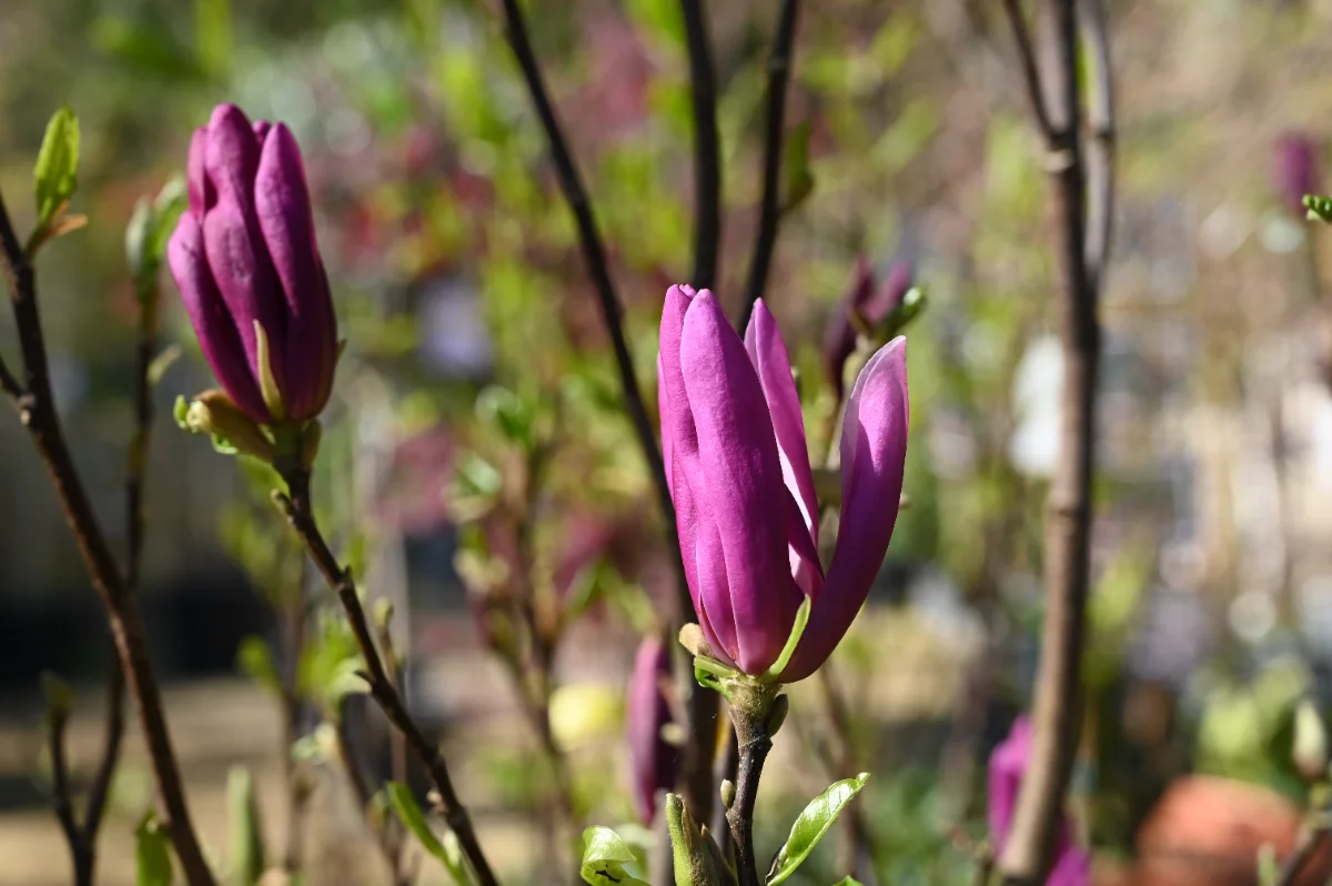 Magnolia 'Susan'