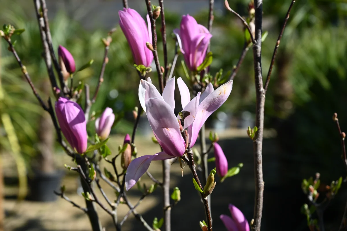 Magnolia soulangeana