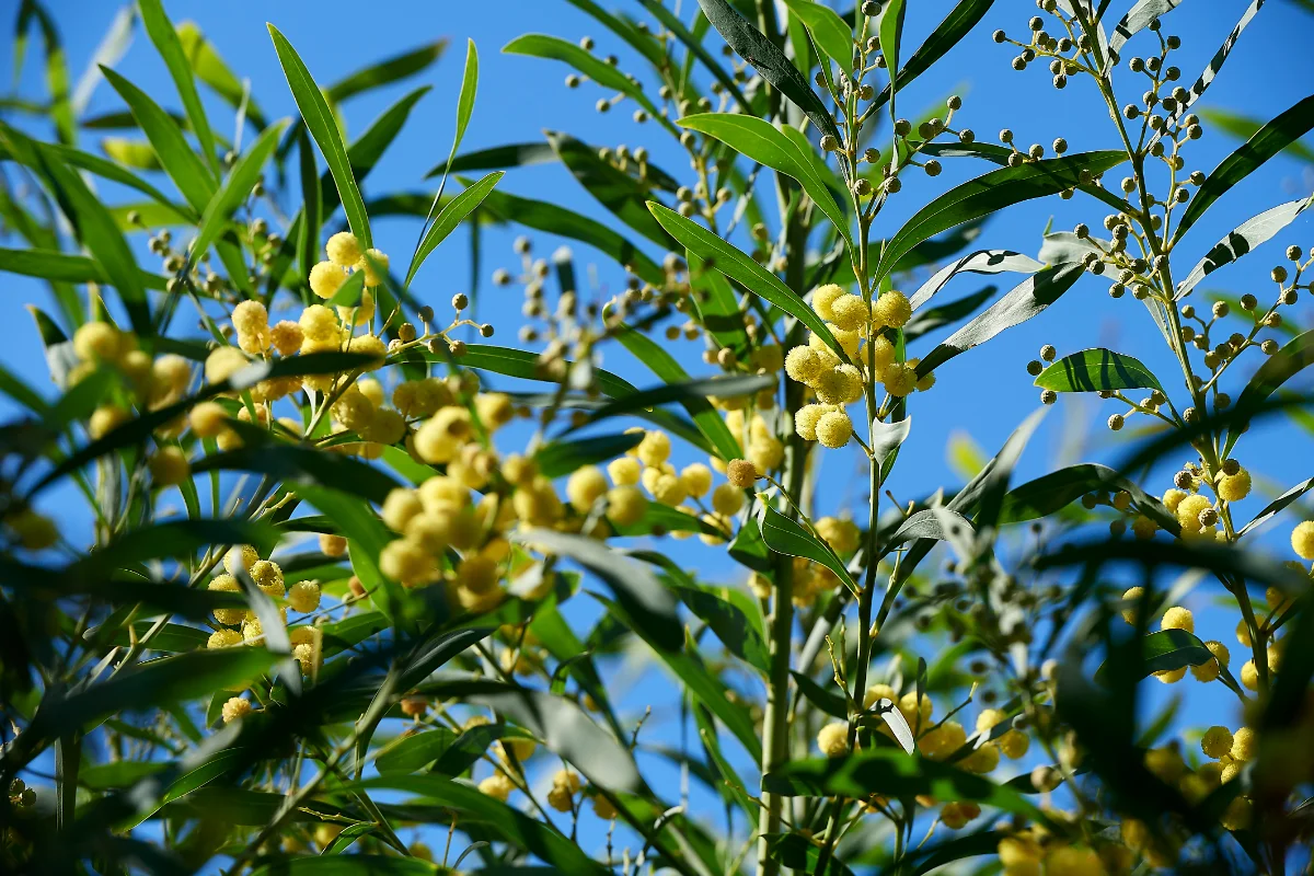 Acacia retinoides