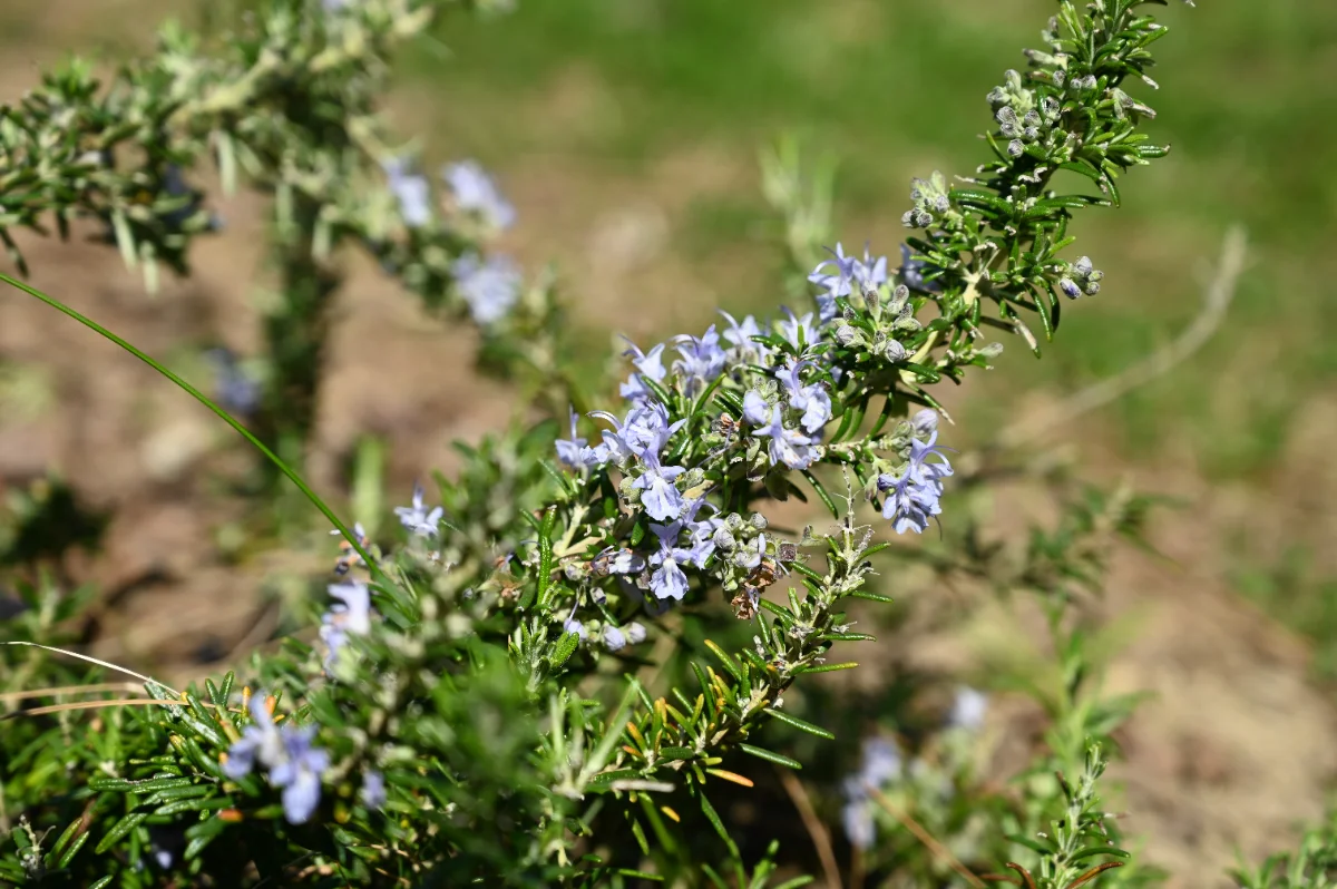 Rosmarinus officinalis