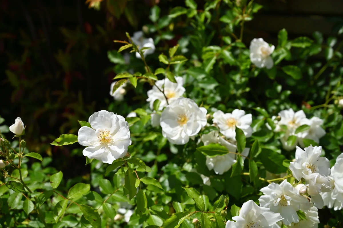 Rosa 'Opalia'