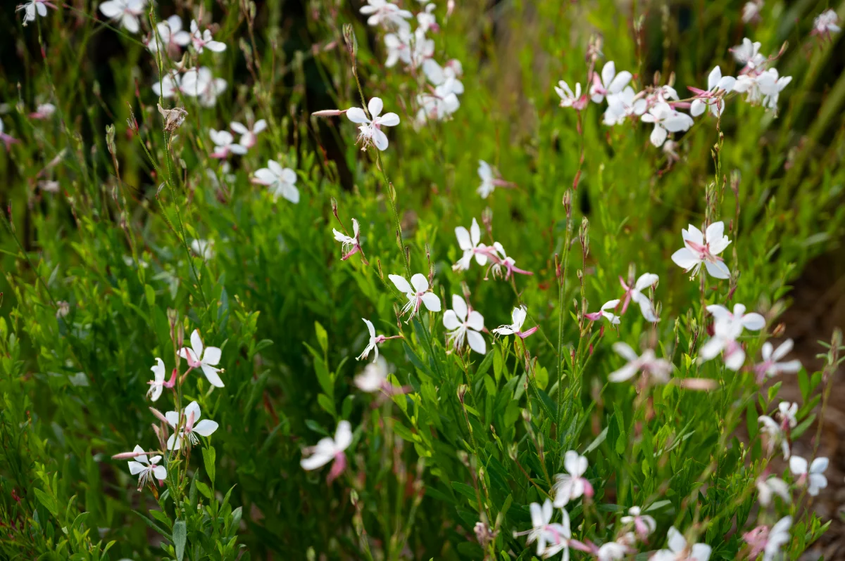 Gaura lindheimeri 'Everlast white'