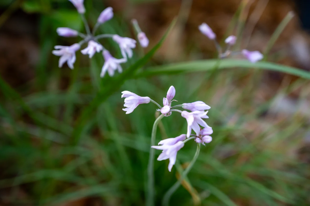 Tulbaghia violacea 'Purple eye'