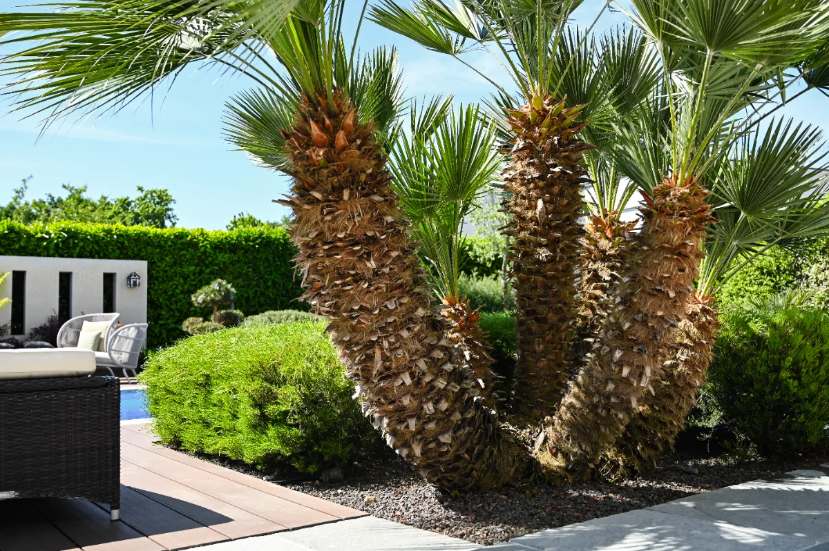 Chamaerops humilis