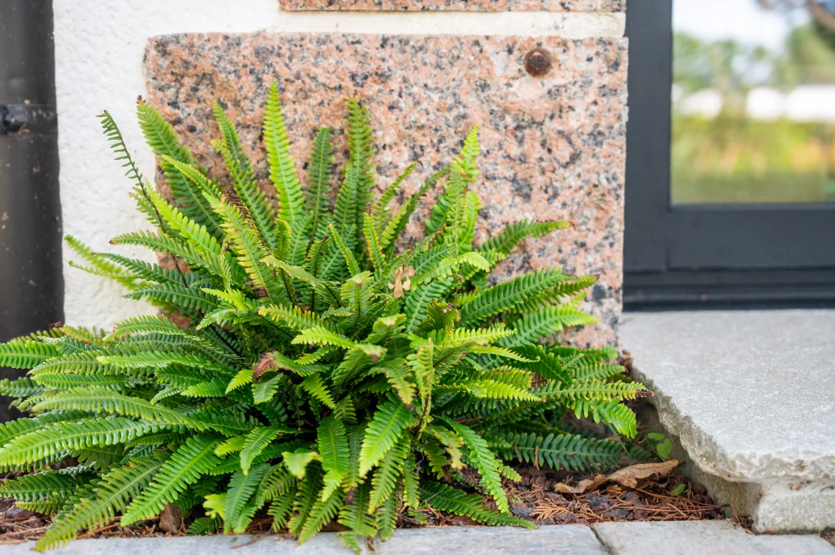 Blechnum spicant