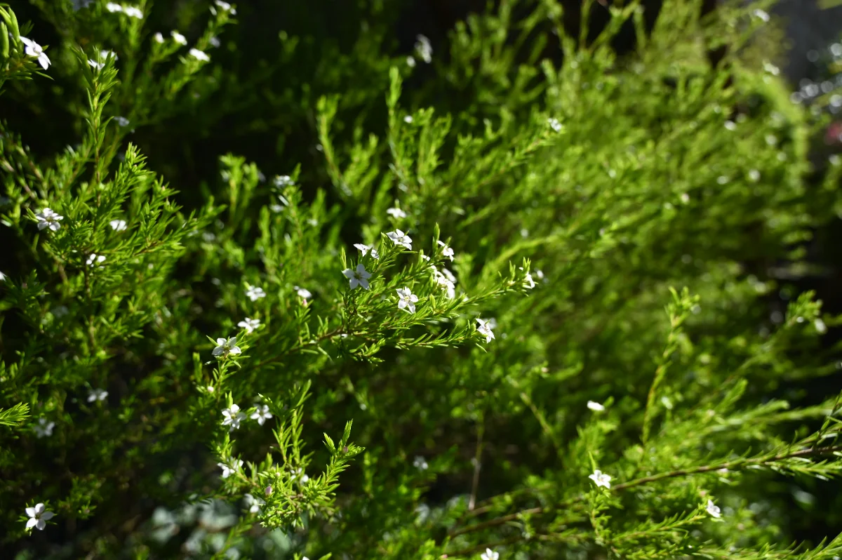 Diosma hirsuta 'Pink Fountain'