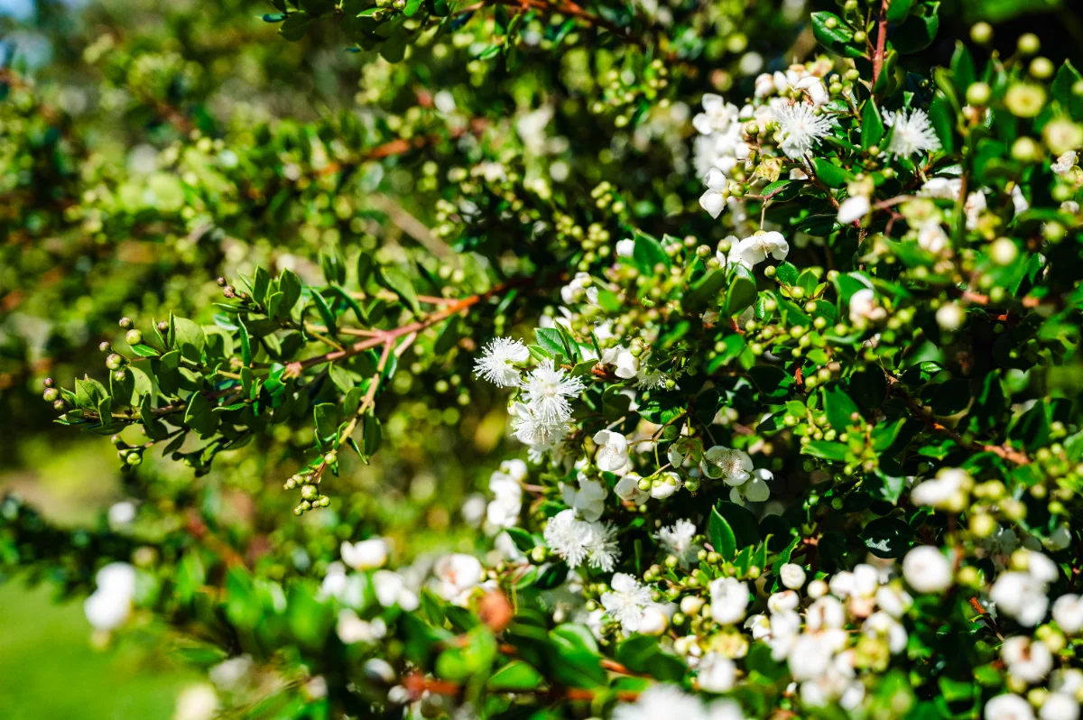 Myrtus luma