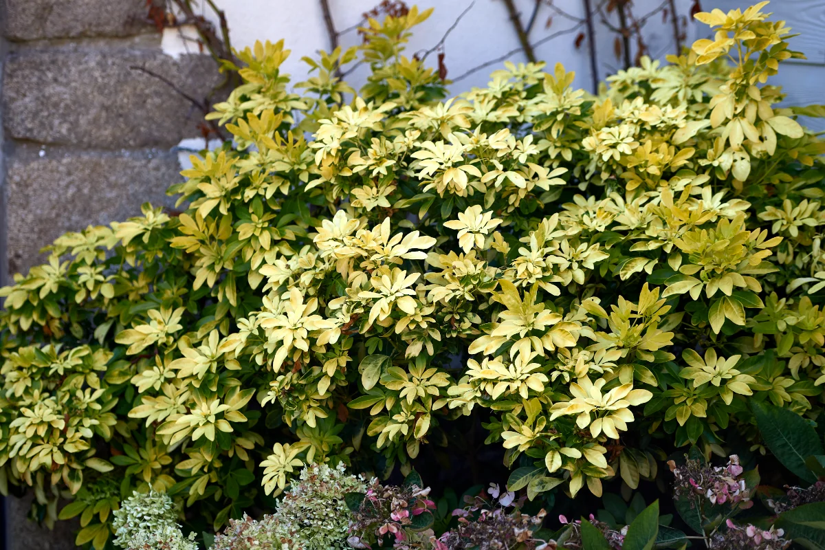 Choisya ternata Sundance