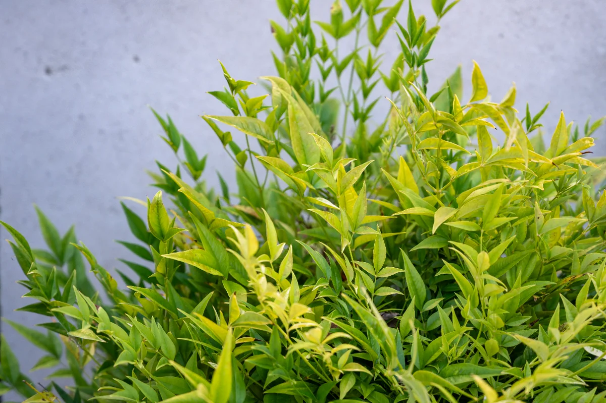 Nandina domestica 'Lemon Lime'