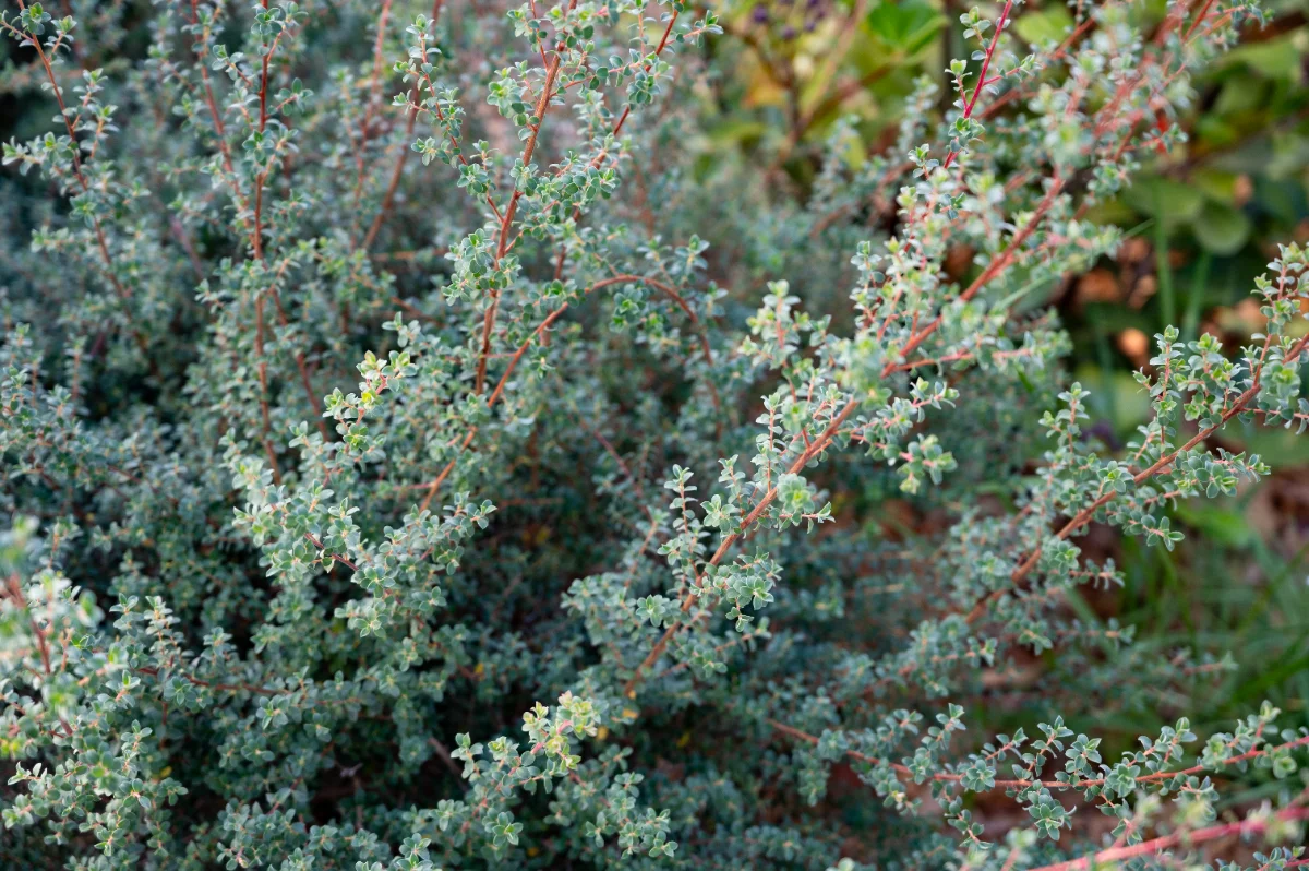 Leptospermum lanigerum 'Silver sheen'