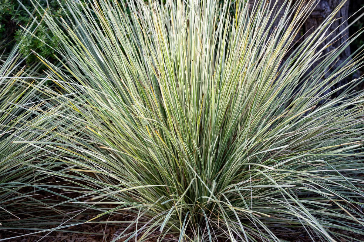 Lomandra longifolia White sands