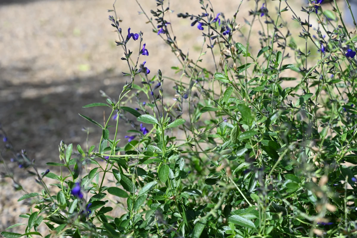 Salvia microphylla 'Blue Note'
