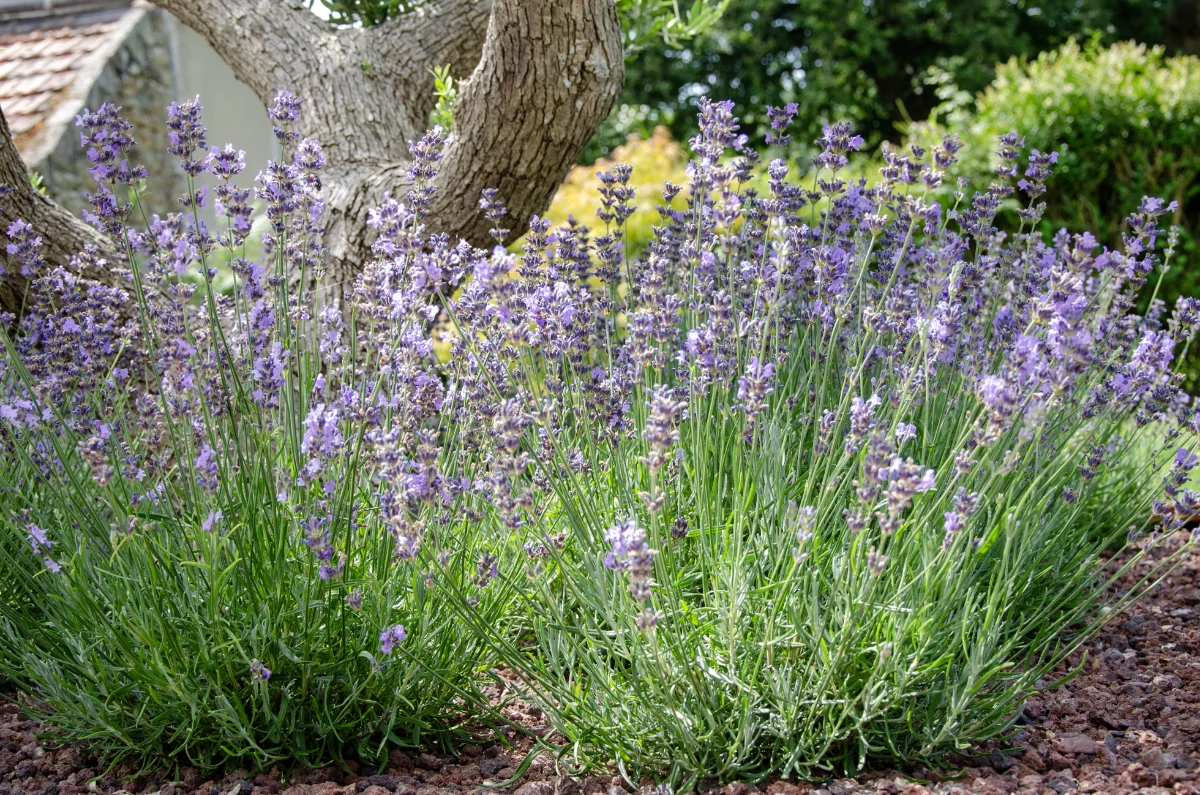 Lavandula angustifolia 'Munstead'