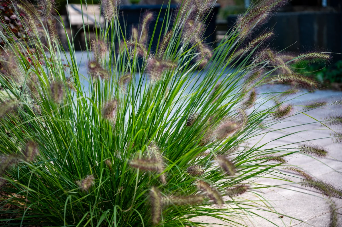 Pennisetum alopecuroïdes