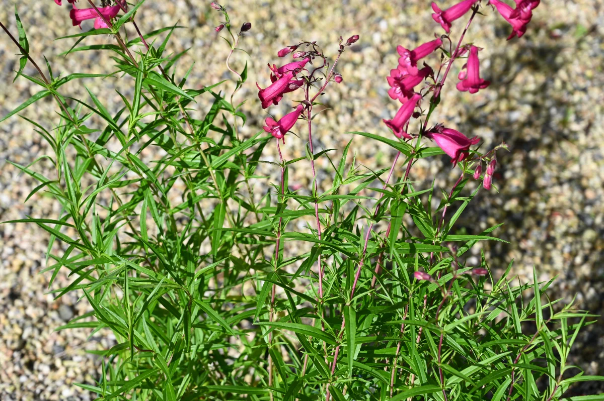 Penstemon x Garnet