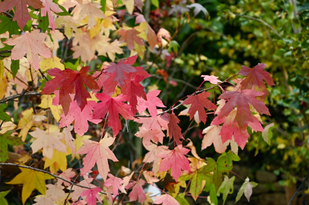 Liquidambar styraciflua 'Gumball'
