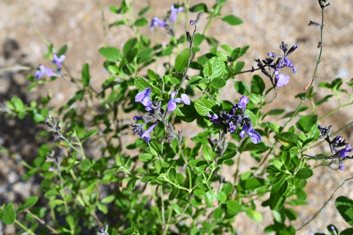 Salvia microphylla 'So Cool Pale Blue'