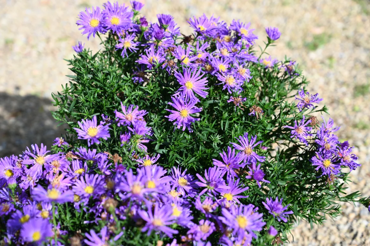Aster x dumosus 'Blue lapis'