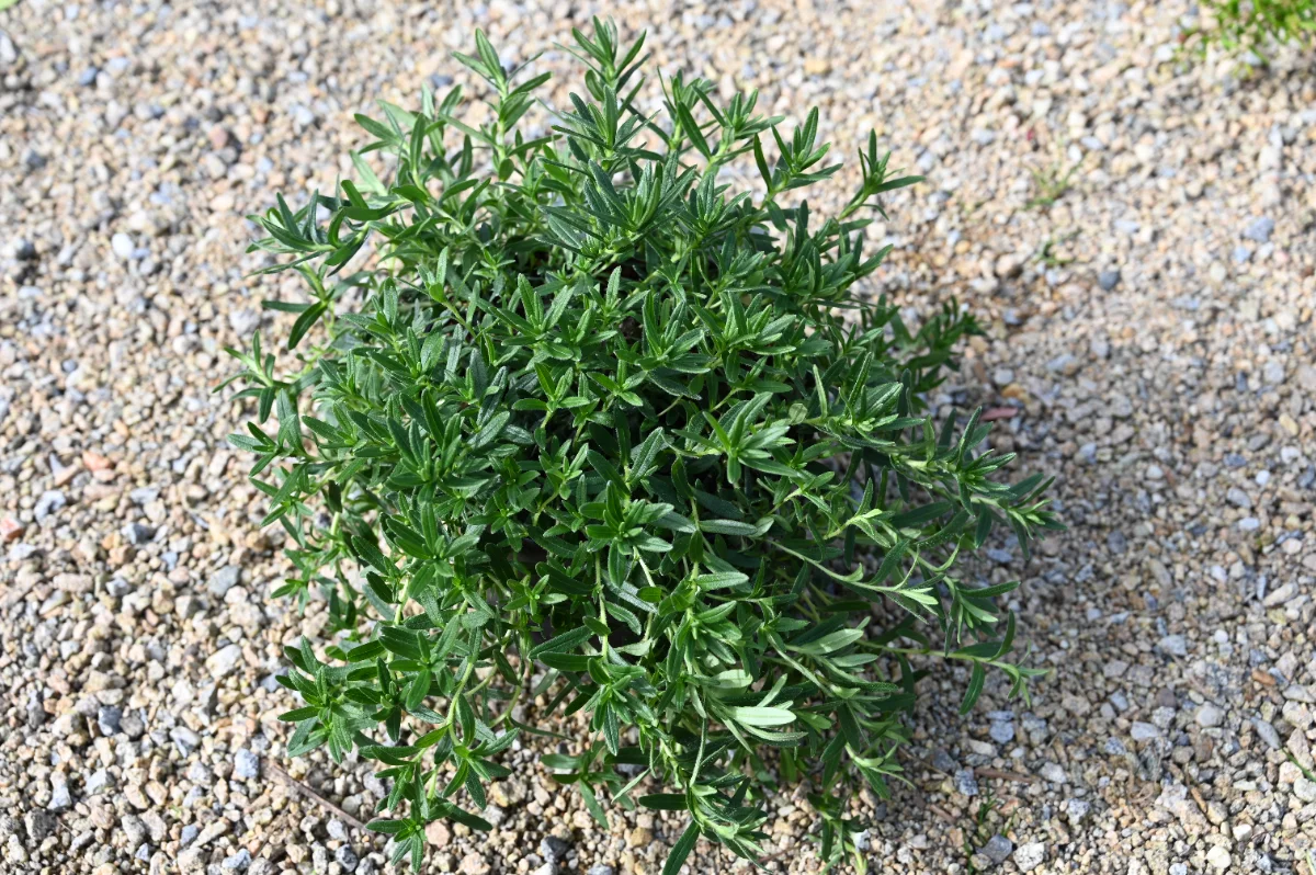 Lithodora diffusa Alba