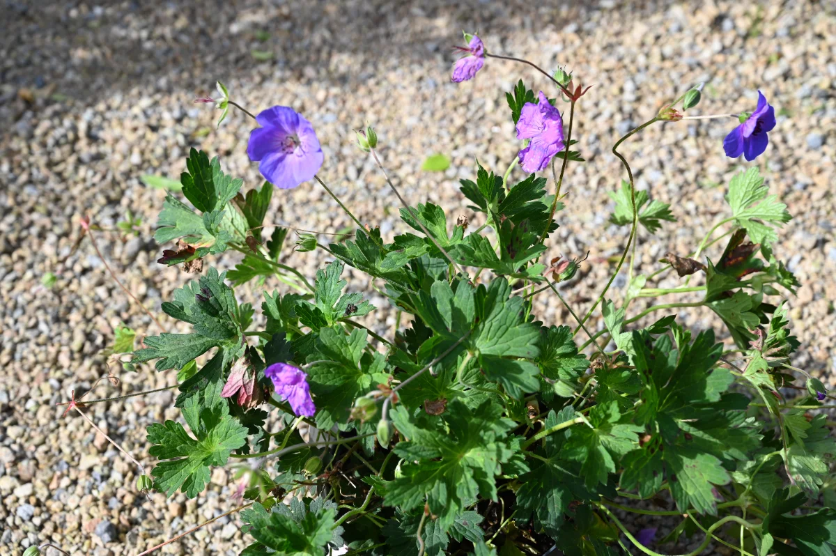 Geranium x 'Blue Sunrise'