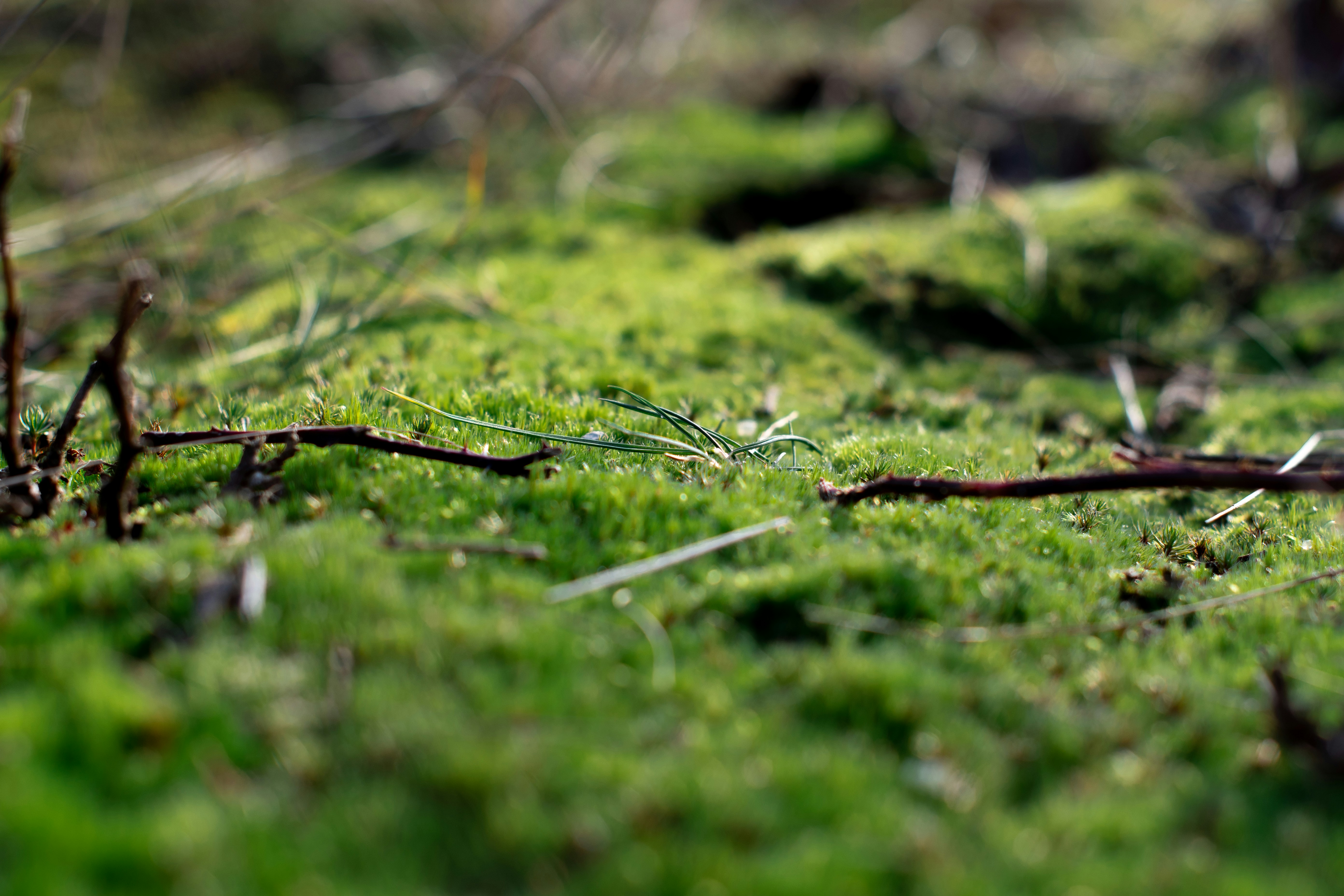 Close up van mooi groen mos met wat takjes en naalden van een den