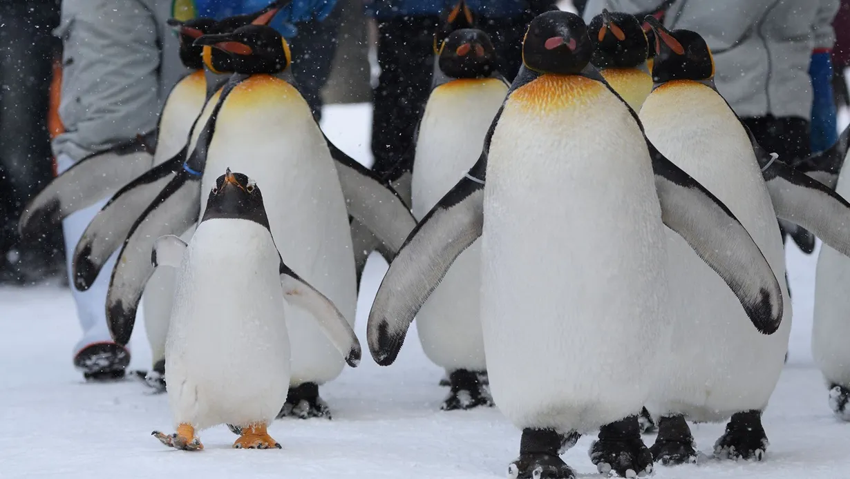 ペンギン行進