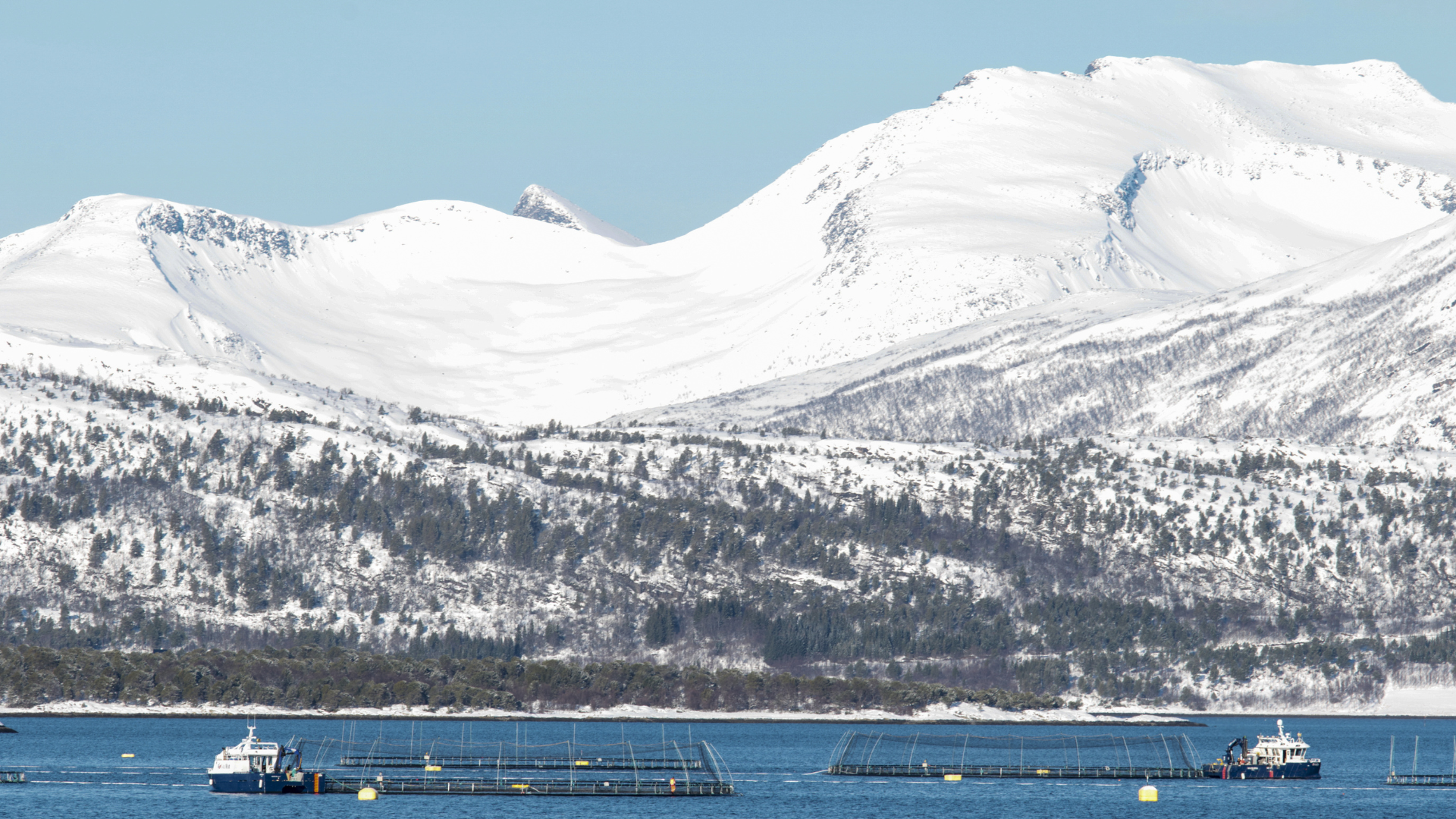 Winter wounds: innovative solutions to improve fish welfare in salmon farming