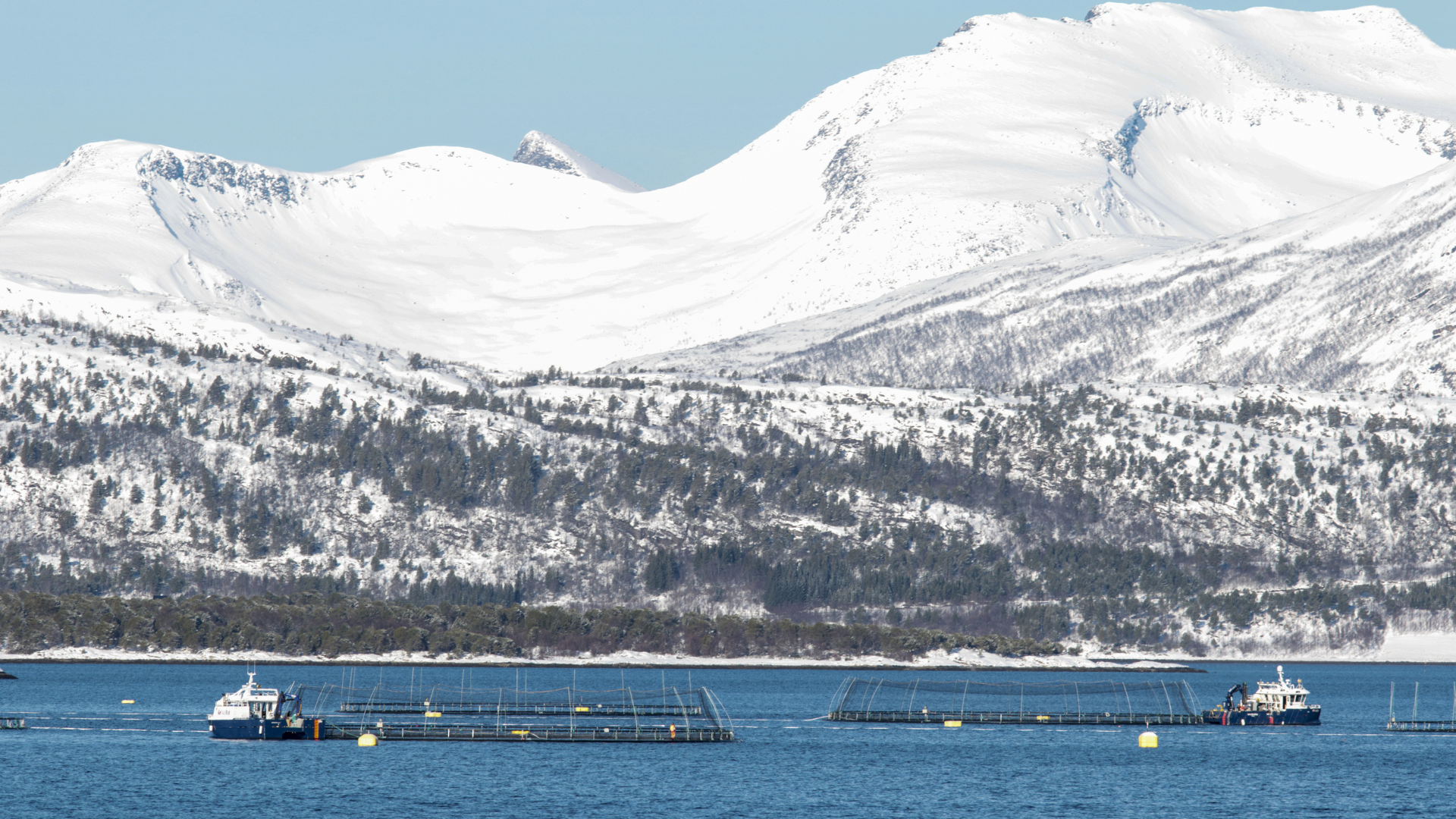 Winter wounds: innovative solutions to improve fish welfare in salmon farming
