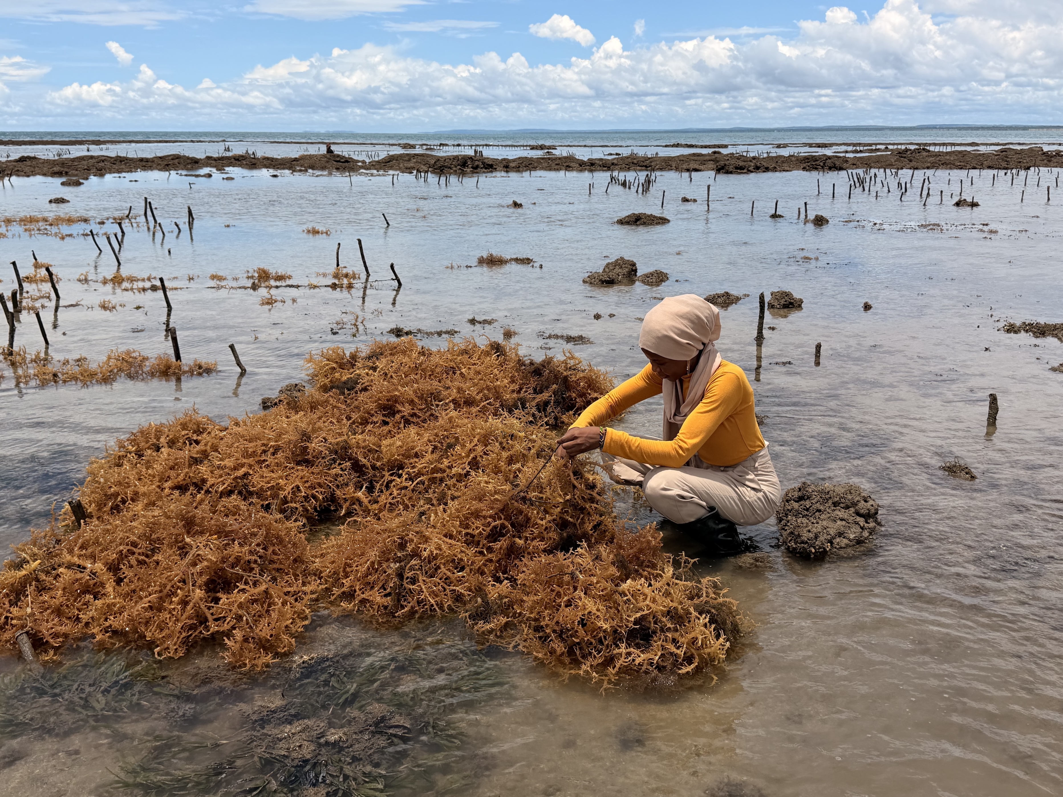 Mapping Africa's Seaweed Opportunity