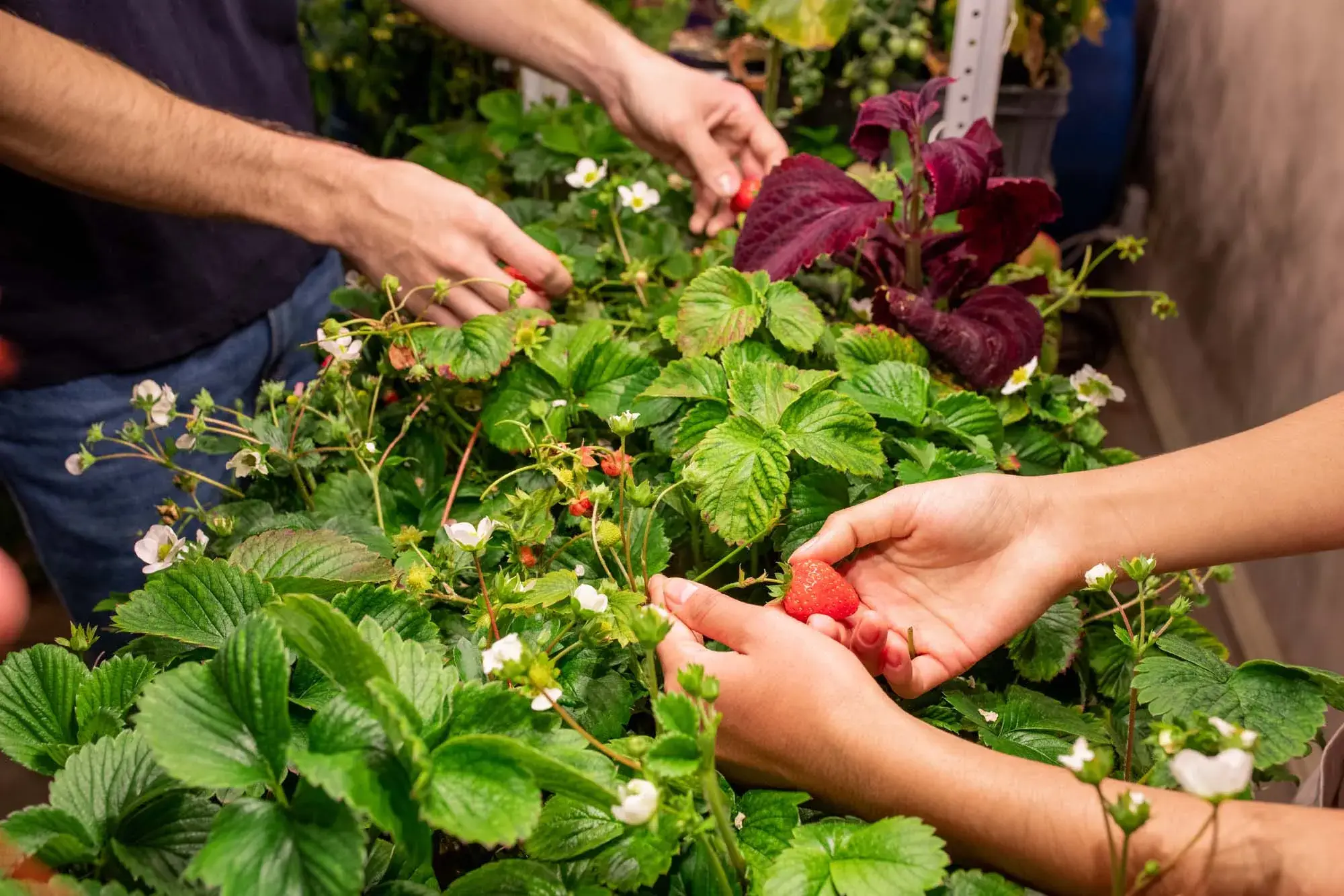 Crowdsourcing in Agriculture