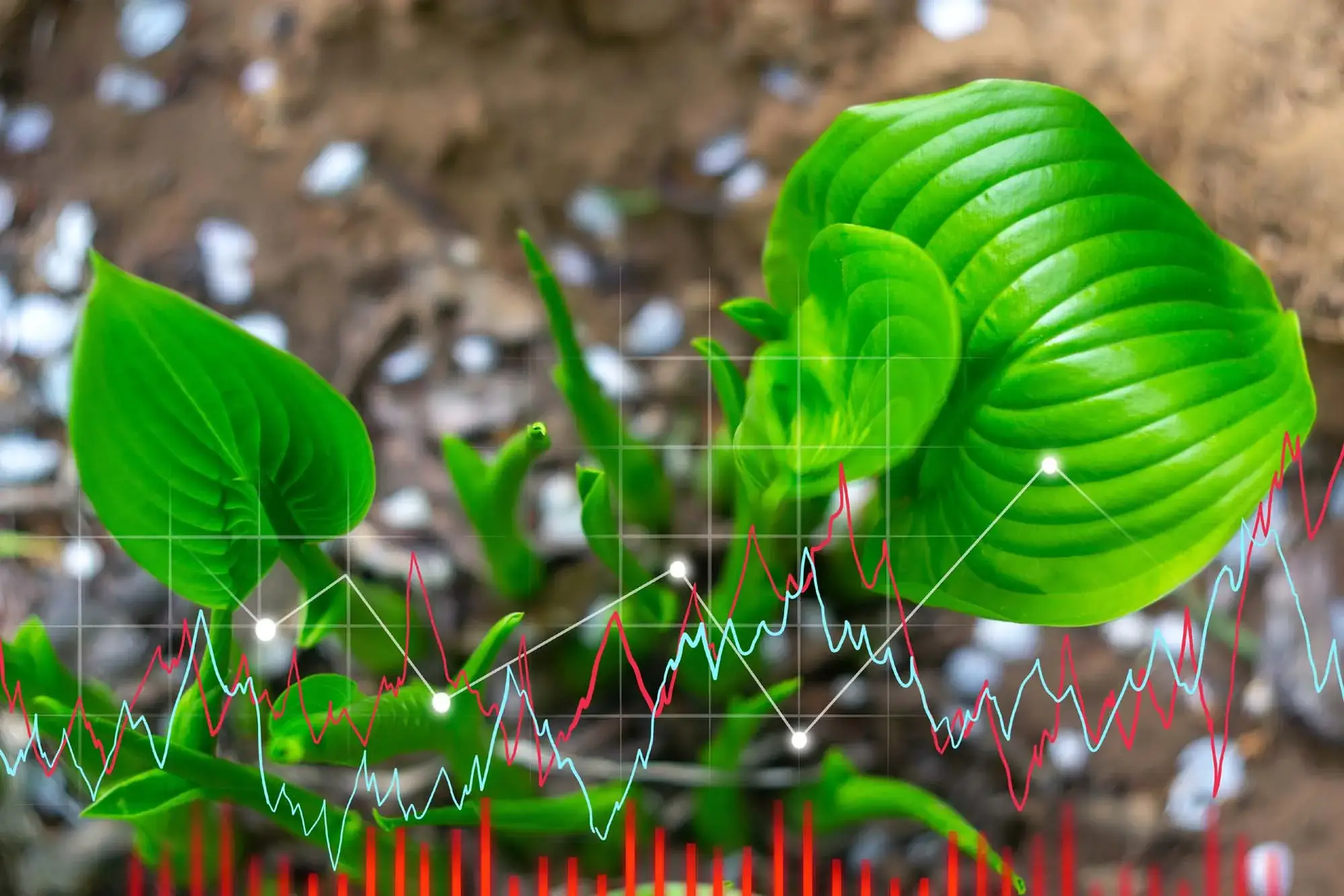 Analysis of Plant Growth Conditions Using Artificial Intelligence