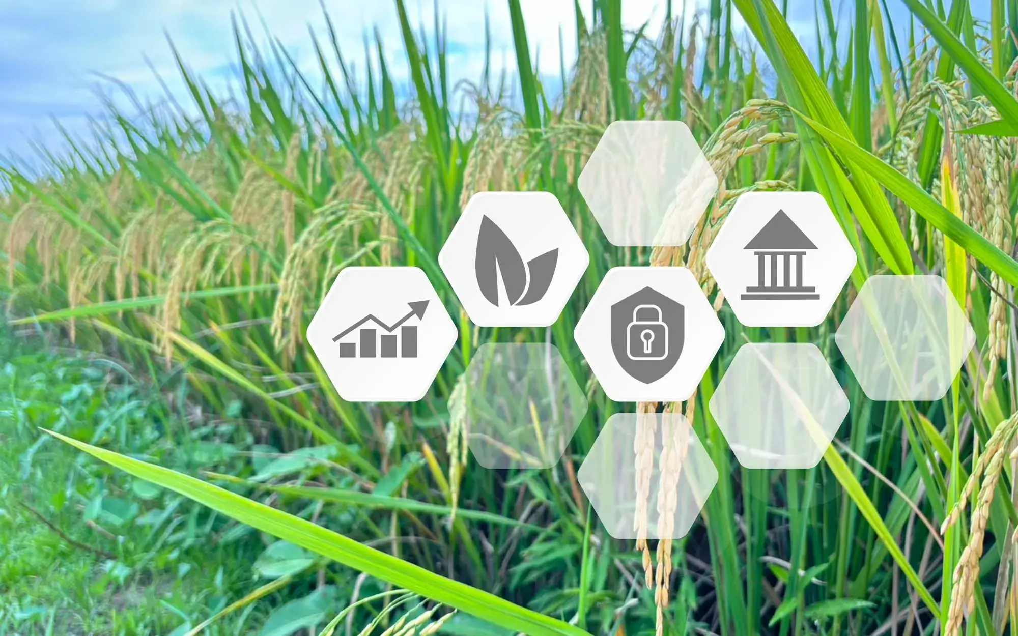 Sustainability and Ecological Goals in Urban Agriculture