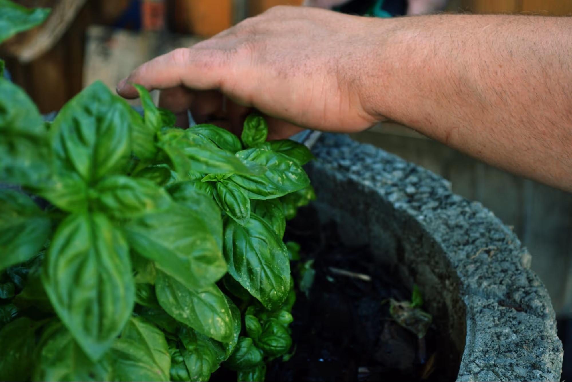 Optimal Fertilization for Basil's Healthy Growth and Rich Flavor