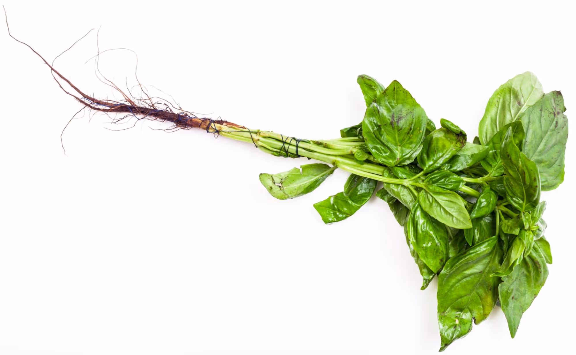 Basil Roots: Color, Length, and Care
