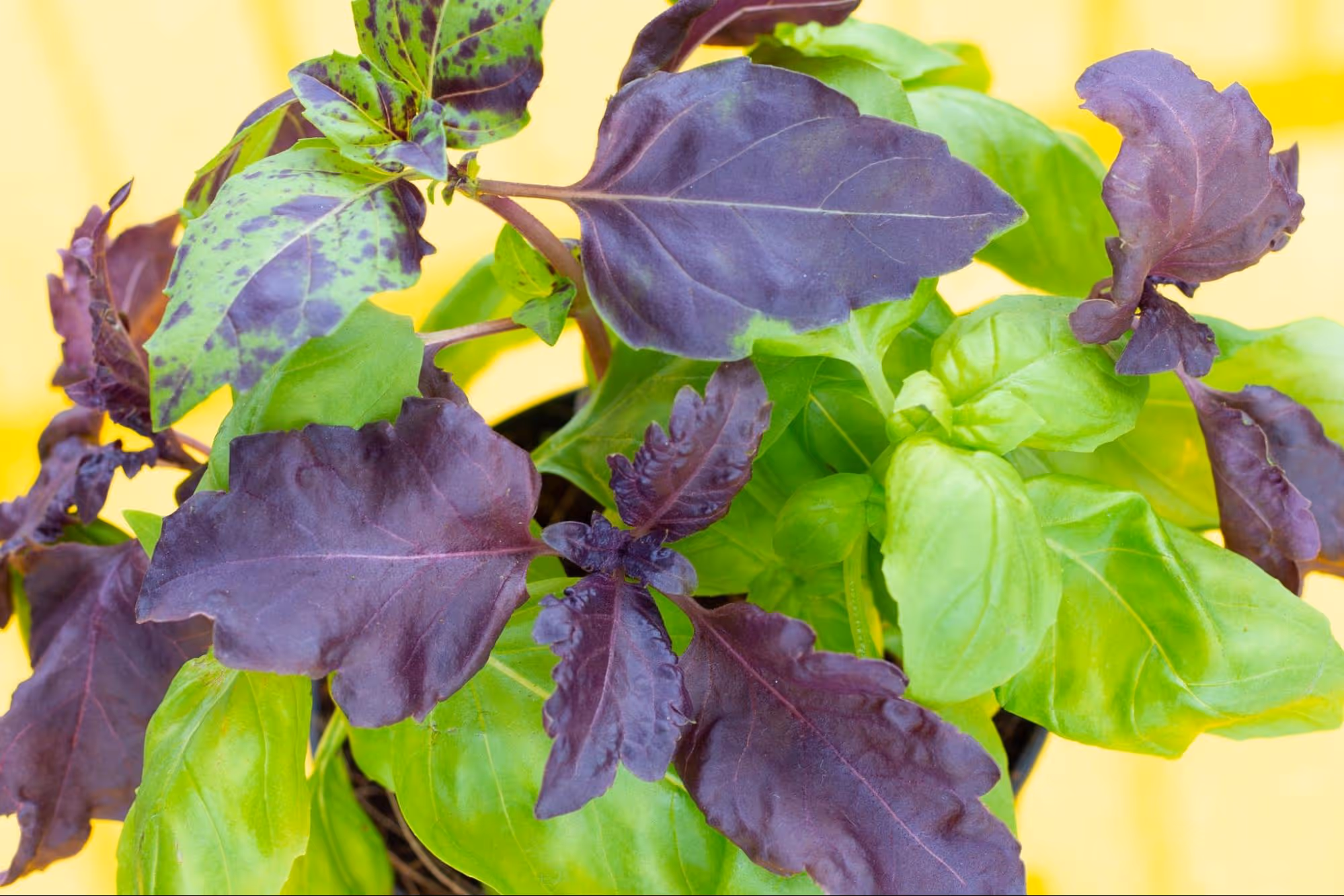 Different Colors of Basil Leaves