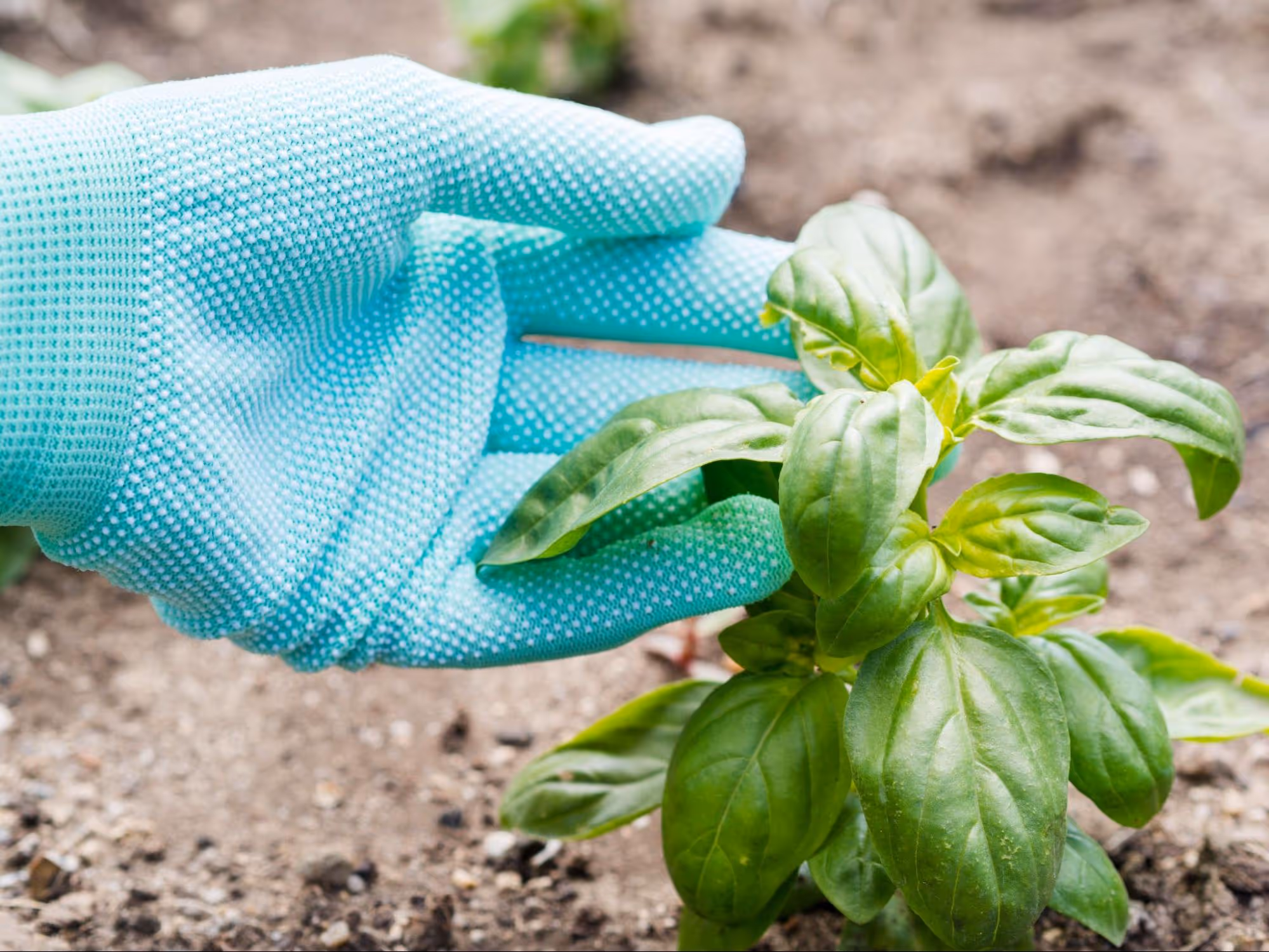 Basil Diseases and Treatment