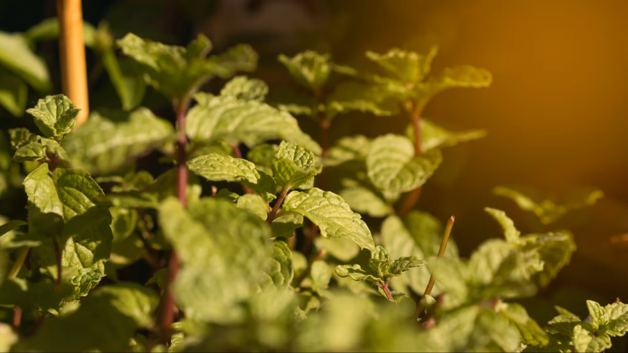 Ideal Lighting for Mint