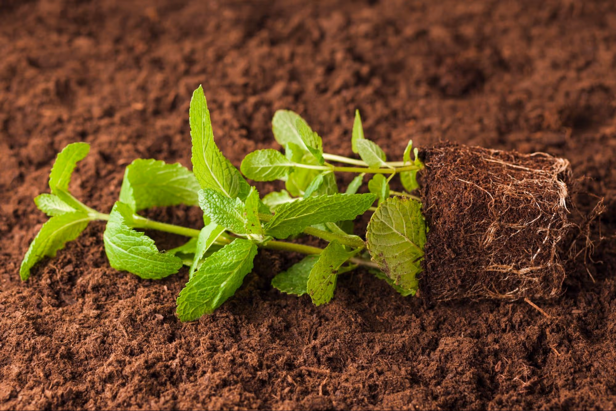 Length and Color of Mint Roots
