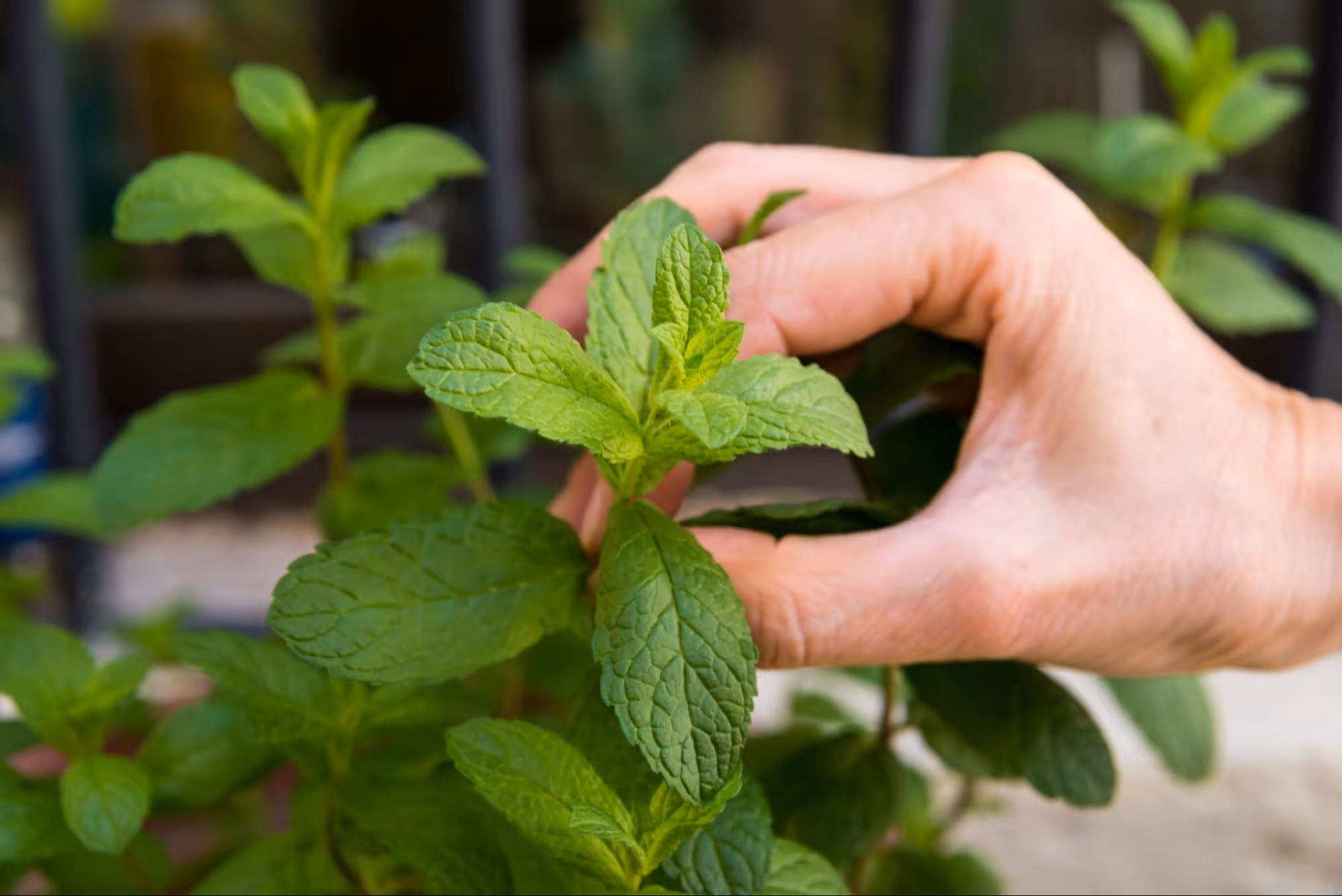 Protection and Prevention of Mint