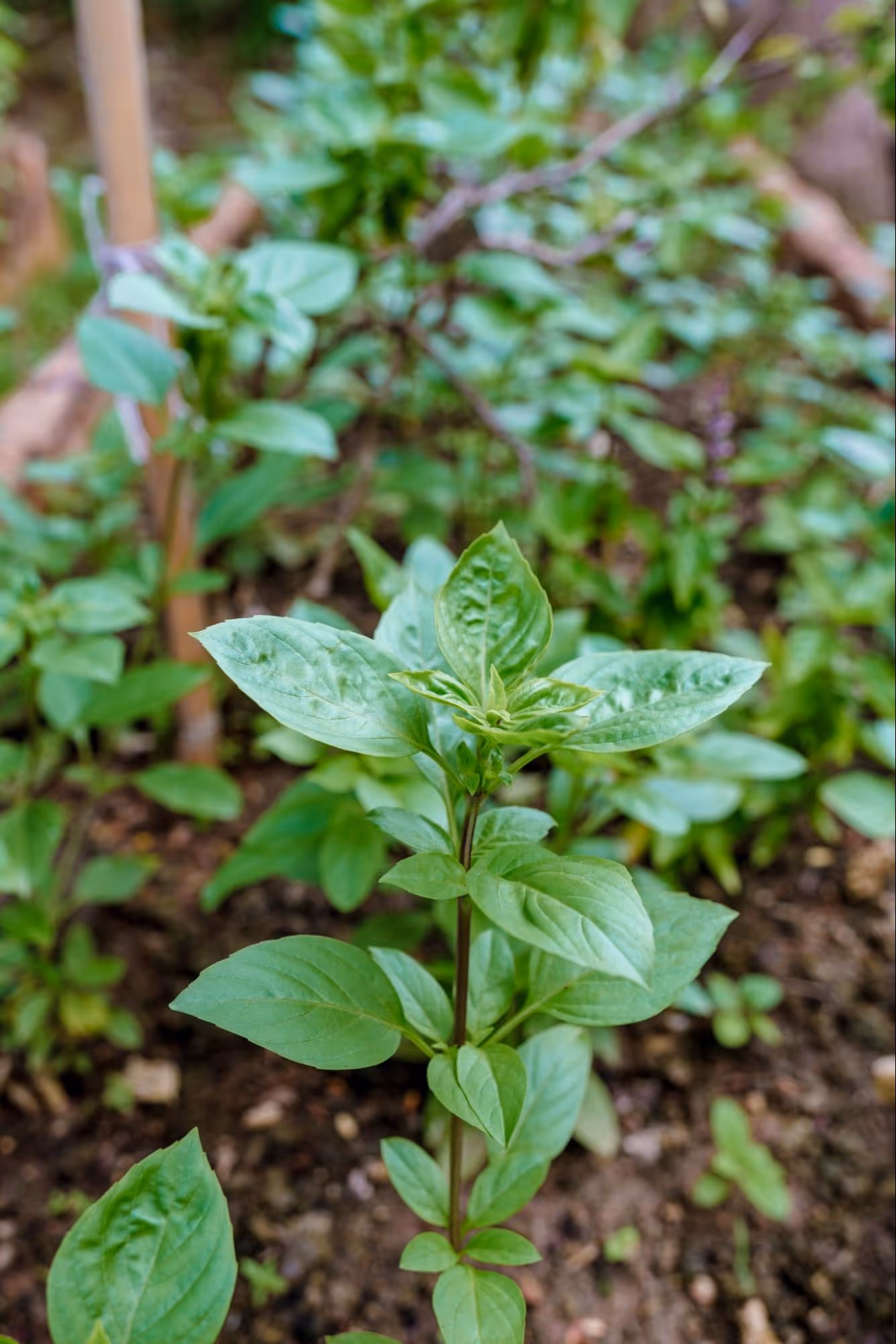 The Ideal Size of Thai Basil