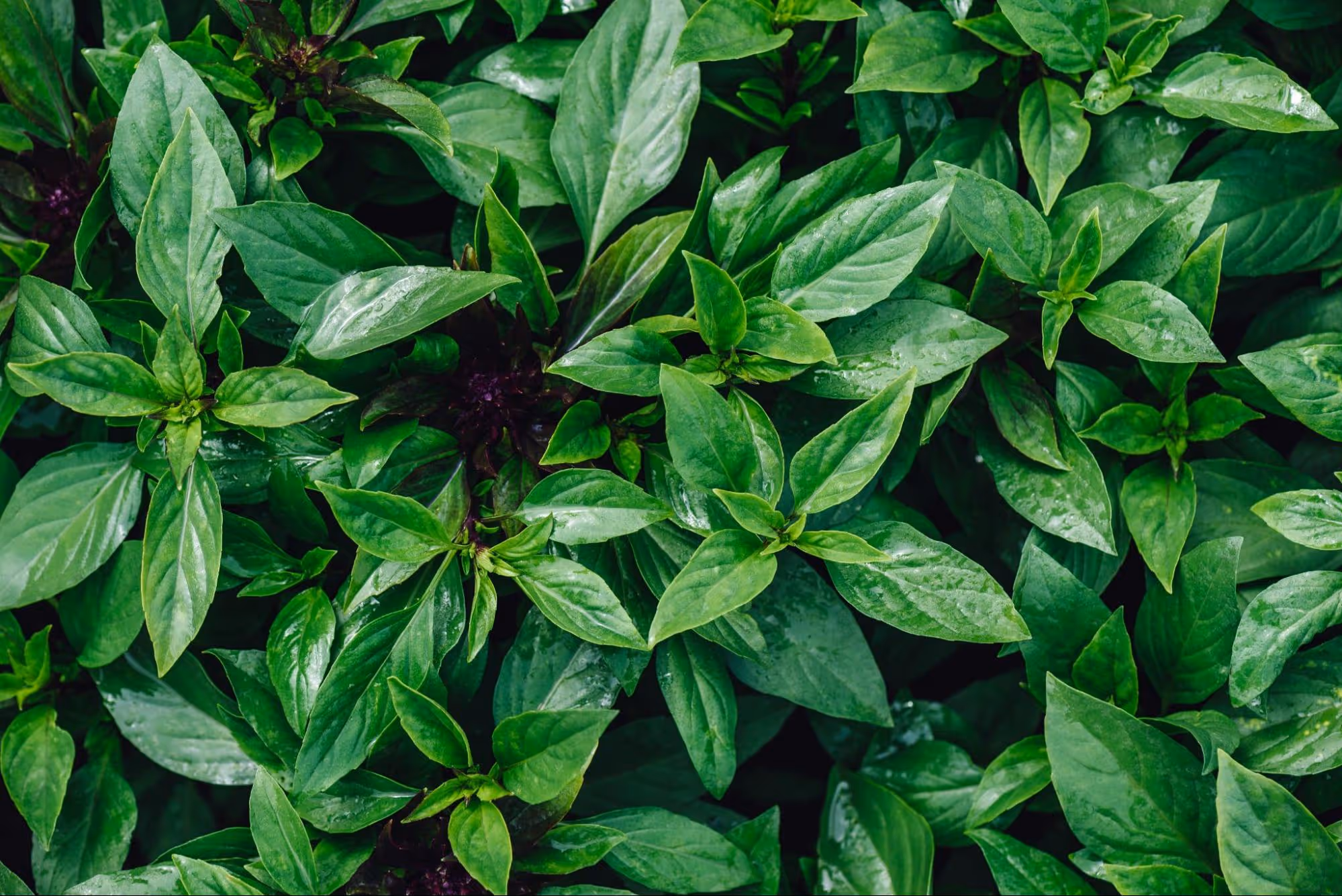 Essential Fertilization for Healthy Thai Basil