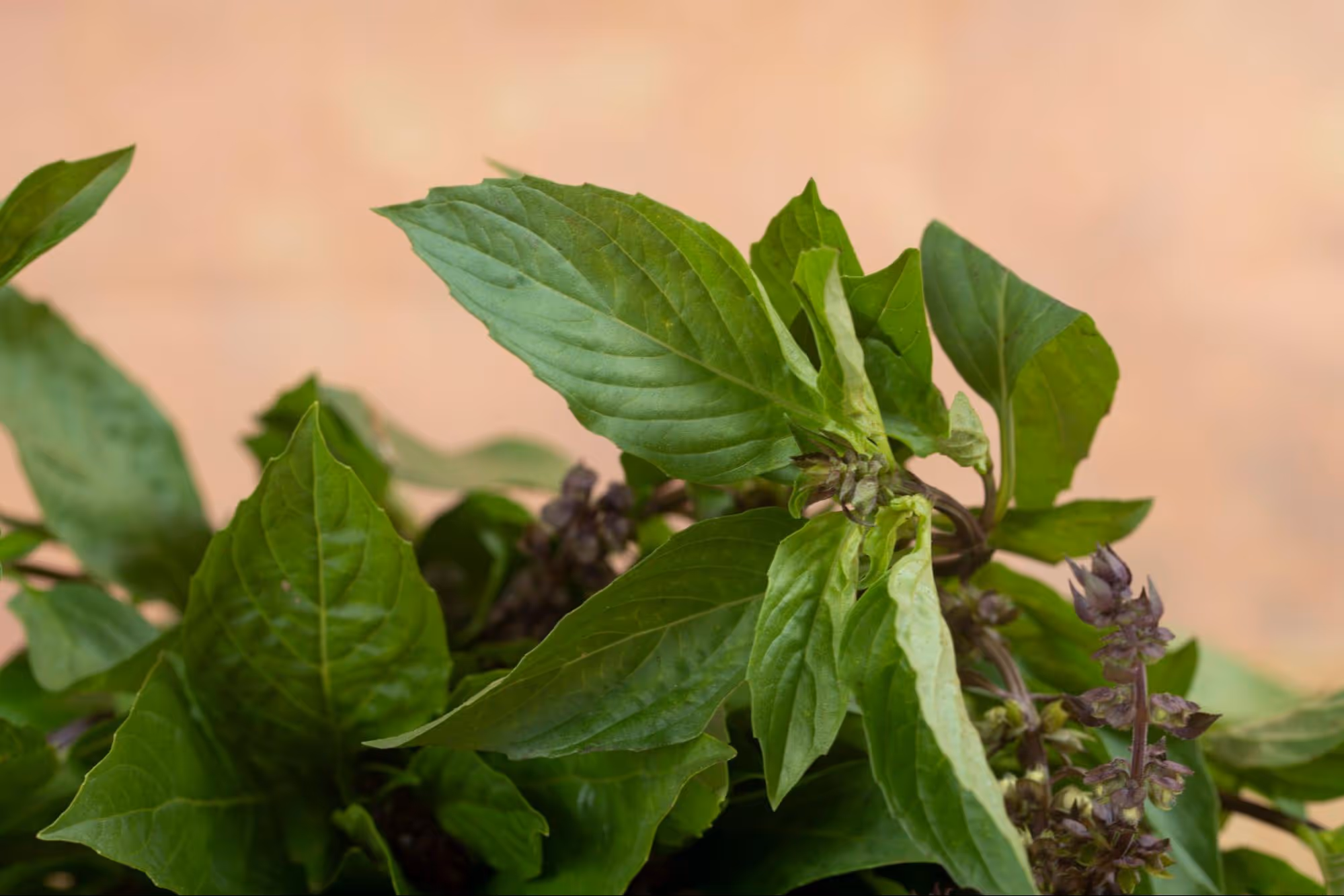 Growth of Thai Basil