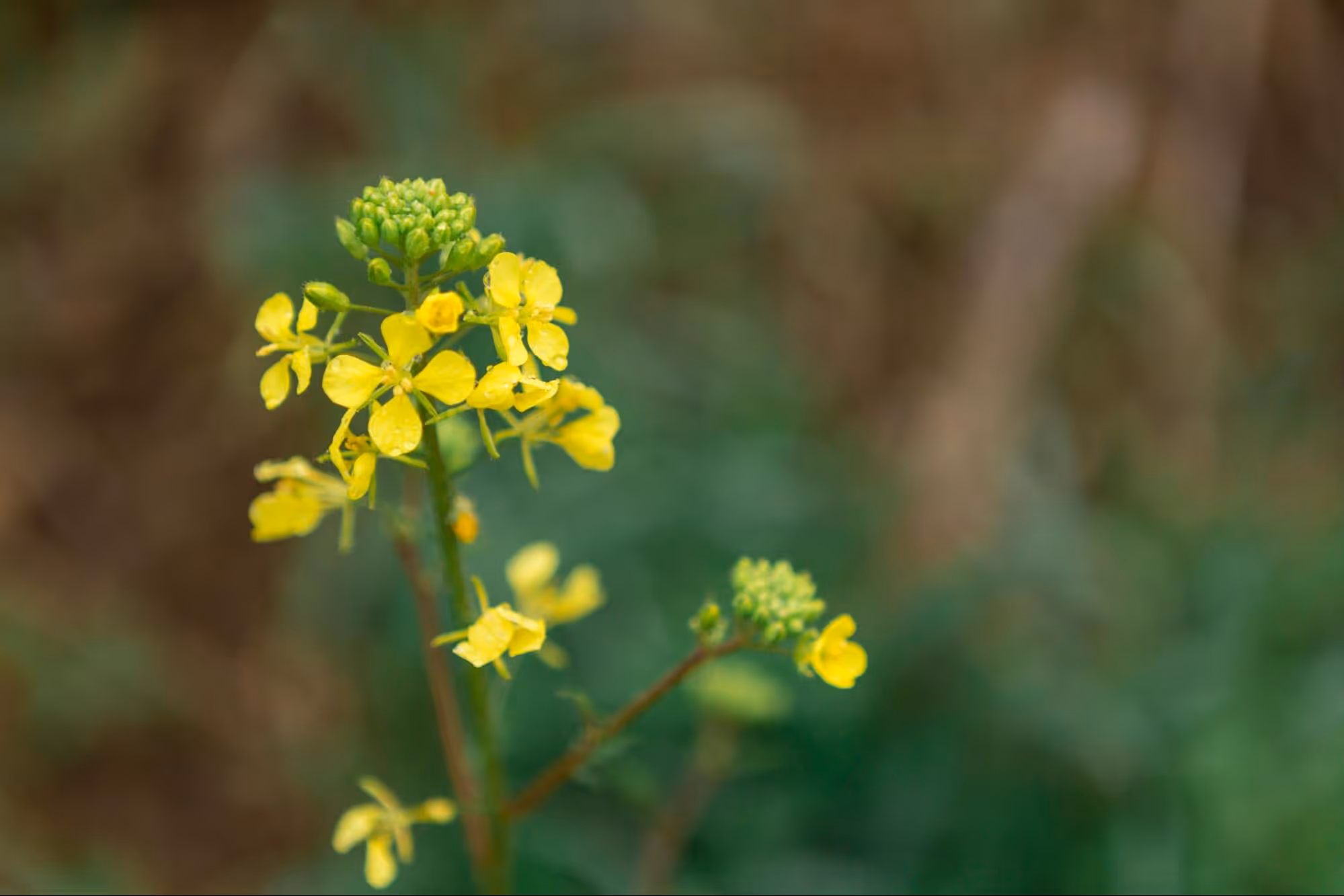 Blüte von Rucola